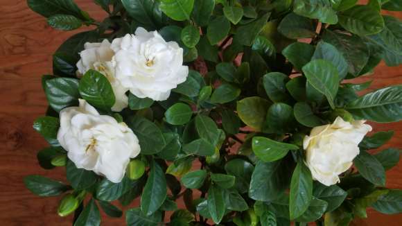 四季栀子下山桩开花了 怎么样 图片