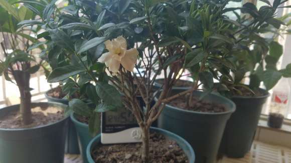 四季栀子下山桩开花了 怎么样 图片