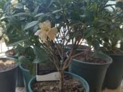 四季栀子下山桩开花了 可以吗 图片