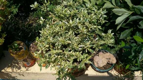 为什么栀子下山桩很好养 浇浇水就可以