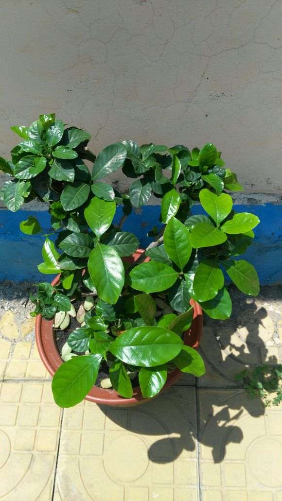 为什么栀子下山桩很好养 浇浇水就可以