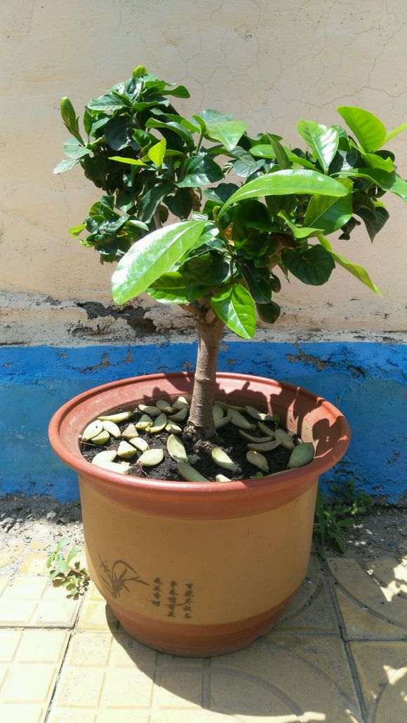 为什么栀子下山桩很好养 浇浇水就可以