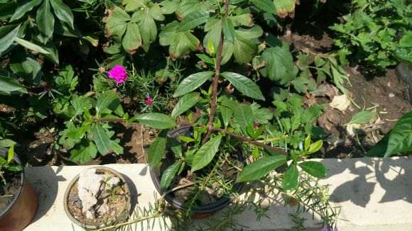 为什么栀子下山桩很好养 浇浇水就可以