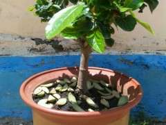 为什么栀子下山桩很好养 浇浇水就可以