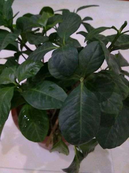 天气热 栀子下山桩 能洗根换土吗 图片