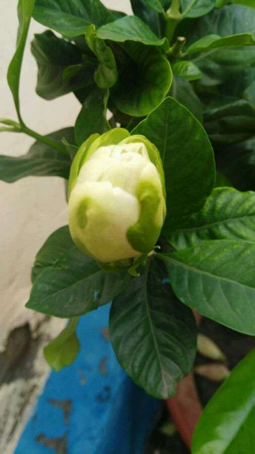 天气热 栀子下山桩 能洗根换土吗 图片