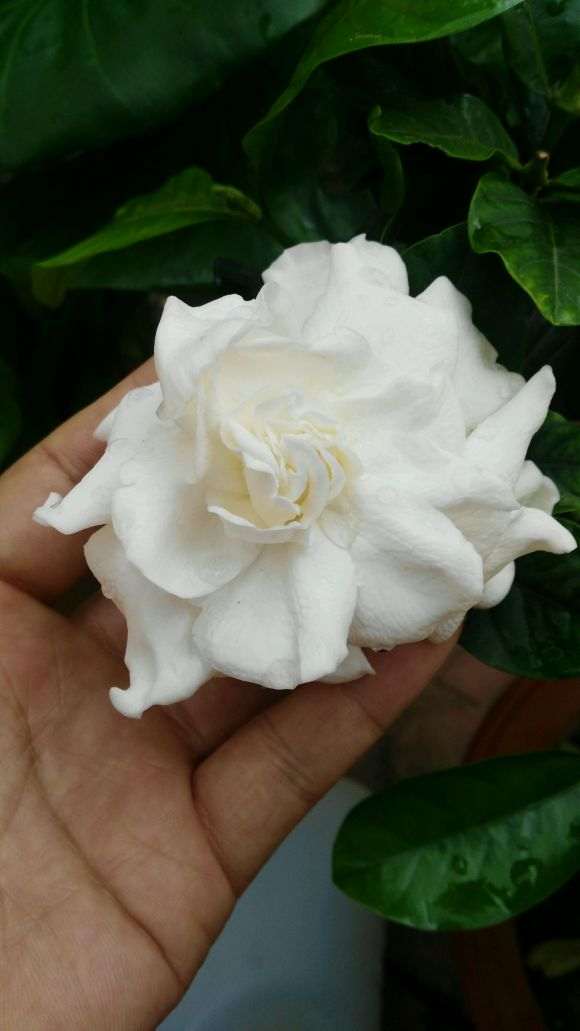 为什么栀子下山桩花骨朵没开就枯萎了