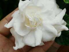 为什么栀子下山桩花骨朵没开就枯萎了