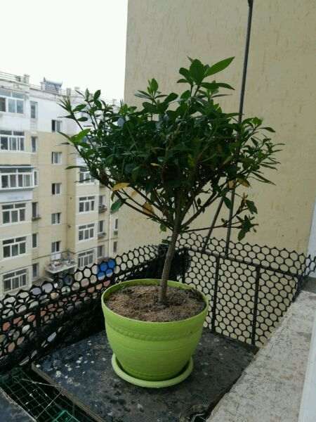 为什么栀子下山桩少量黄叶没问题 图片