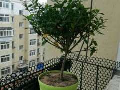 为什么栀子下山桩少量黄叶没问题 图片