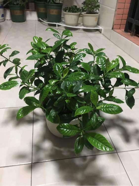 为什么栀子下山桩耐晒 不蔫 图片