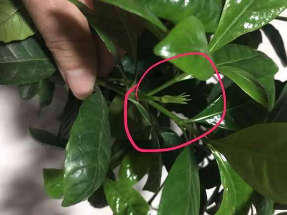 为什么栀子下山桩耐晒 不蔫 图片