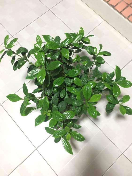 为什么栀子下山桩耐晒 不蔫 图片