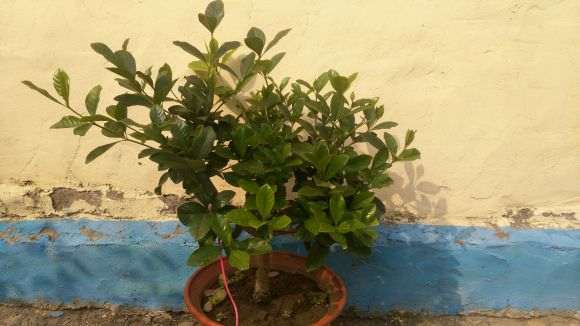 为什么栀子下山桩耐晒 不蔫 图片