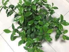 为什么栀子下山桩耐晒 不蔫 图片