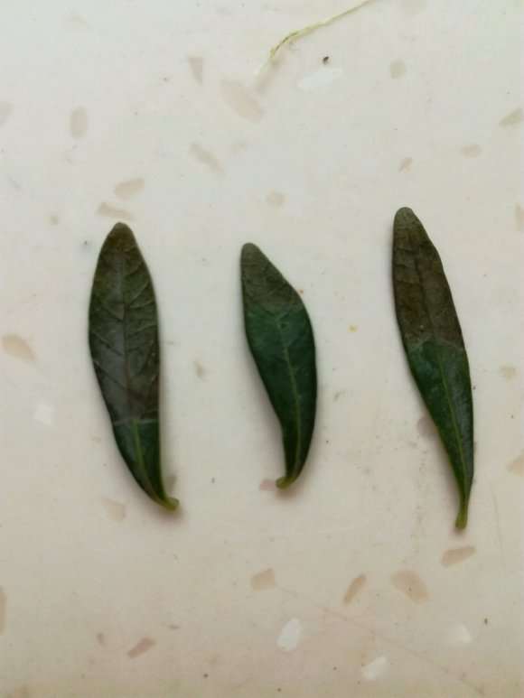 栀子下山桩从叶尖部开始发暗干枯 图片