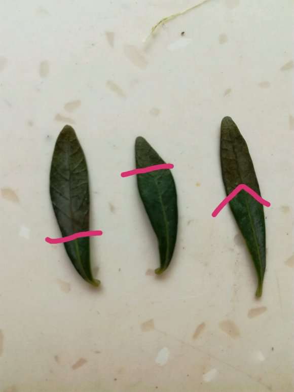 栀子下山桩从叶尖部开始发暗干枯 图片