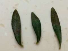 栀子下山桩从叶尖部开始发暗干枯 图片