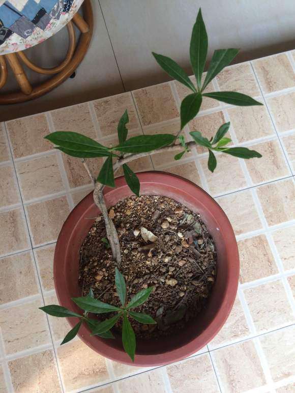 今年扦插栀子下山桩 明年可以开花吗