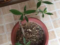 今年扦插栀子下山桩 明年可以开花吗