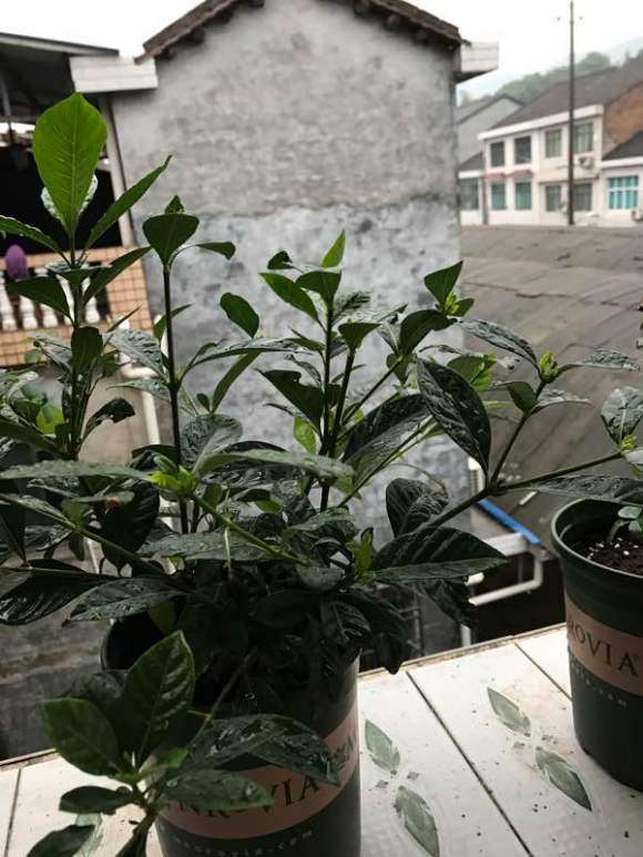 为什么栀子下山桩新芽 皱巴巴 怎么办