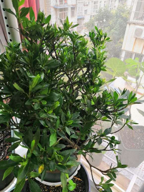 栀子下山桩 大家帮我看看怎么样 图片