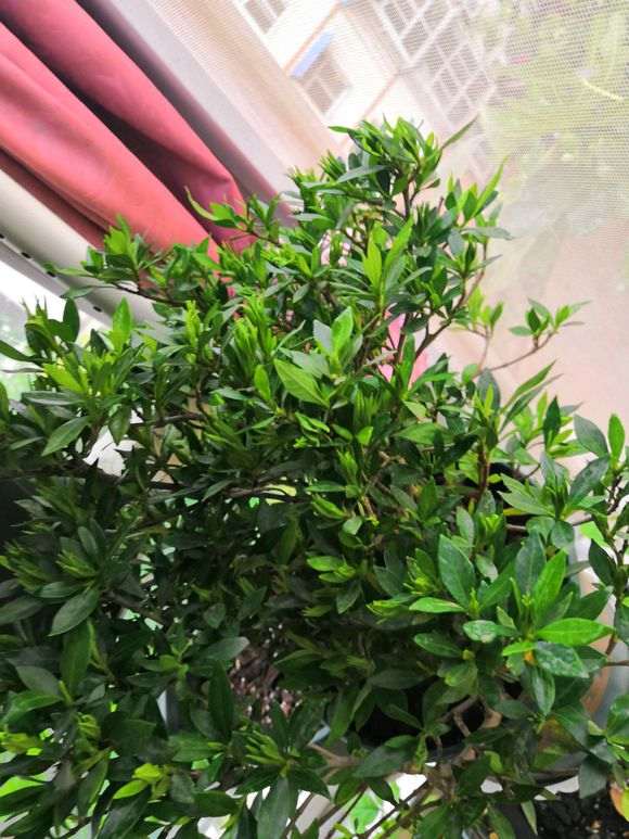 栀子下山桩 大家帮我看看怎么样 图片