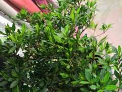 栀子下山桩 大家帮我看看可以吗 图片