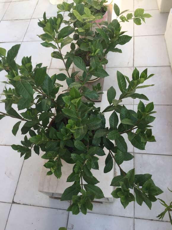 为什么夏天栀子下山桩不能阳光直射 图片