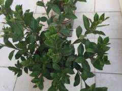 为什么夏天栀子下山桩不能阳光直射 图片