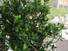 为什么栀子下山桩并不怕晒 图片