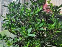 为什么我养的栀子下山桩不结果 图片