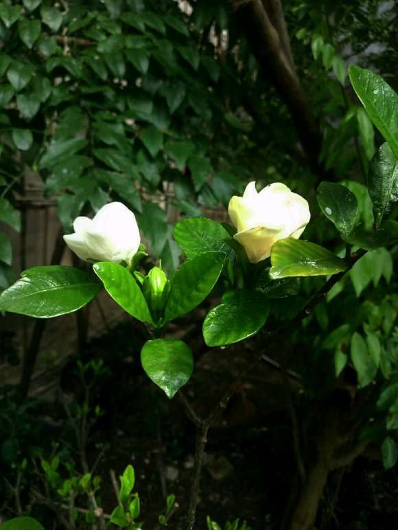 这是什么品种栀子下山桩花 图片