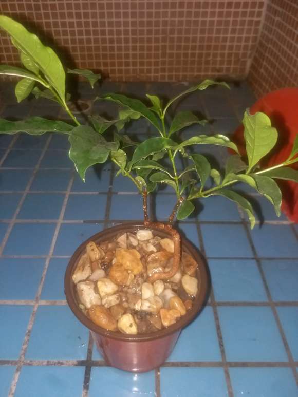 这棵是野生栀子下山桩吗 怎么区别 图片