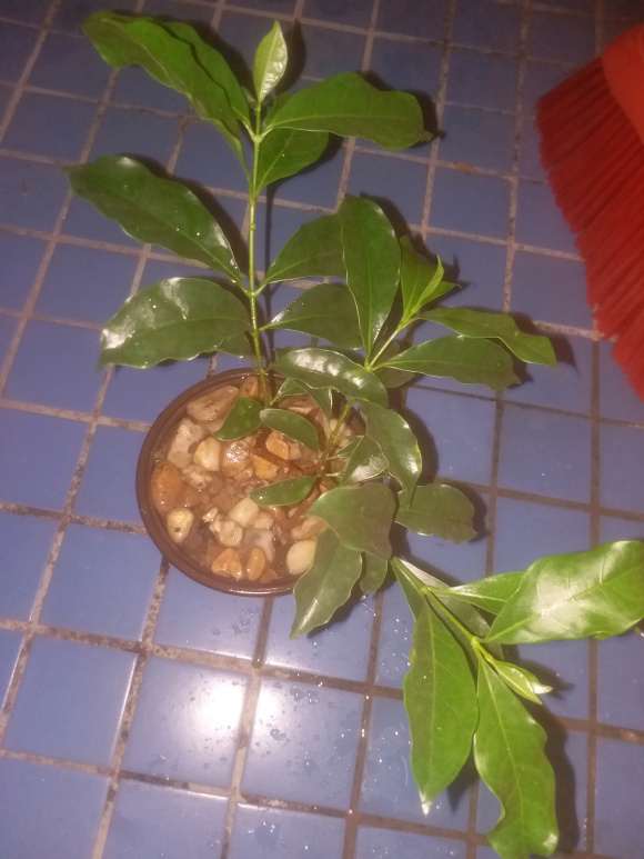 这棵是野生栀子下山桩吗 怎么区别 图片