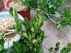 栀子下山桩用泥炭土 可以吗 可以吗 图片