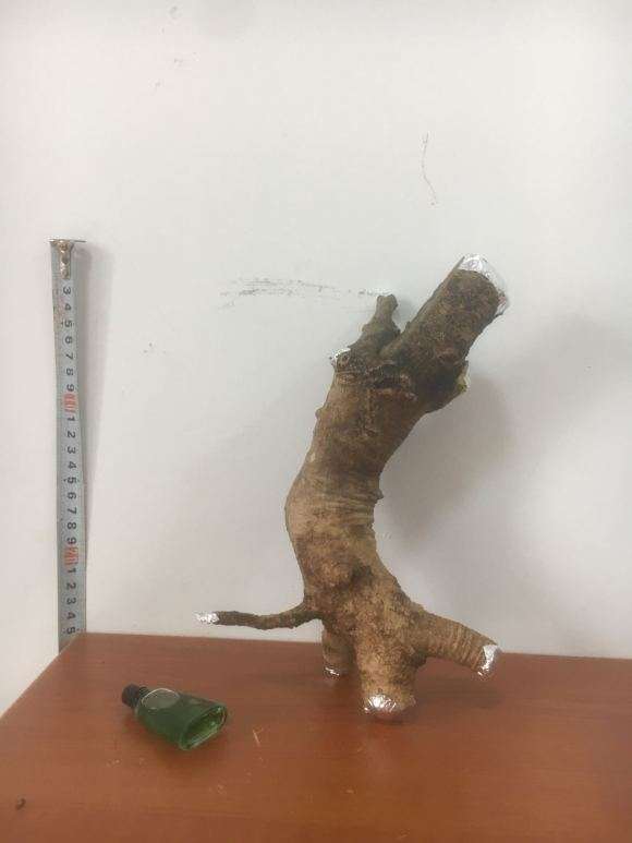 现在栀子下山桩能生根 图片