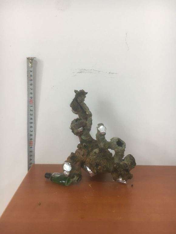 现在栀子下山桩能生根 图片