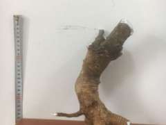 现在栀子下山桩能生根 图片