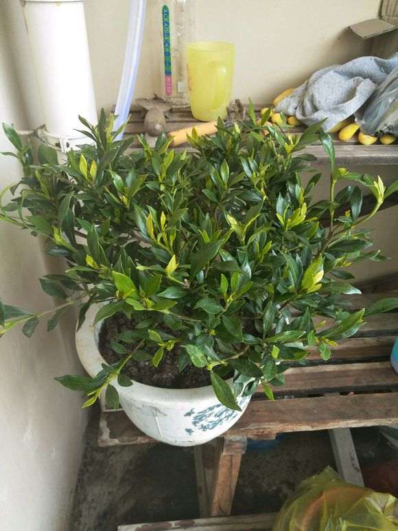 这是罗汉小叶栀子下山桩吗 刚买的 图片