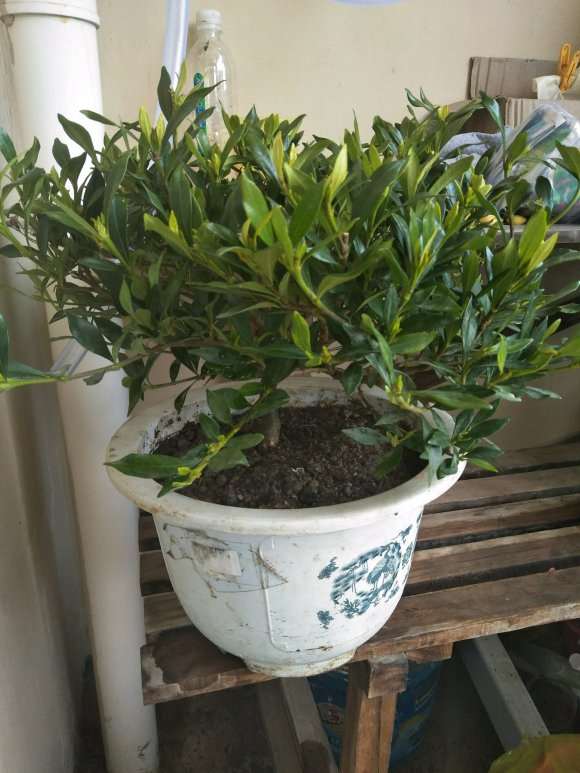 这是罗汉小叶栀子下山桩吗 刚买的 图片