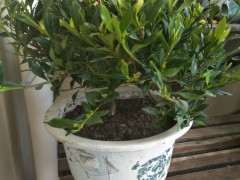 这是罗汉小叶栀子下山桩吗 刚买的 图片