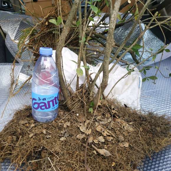 湖南的栀子下山桩 怎么样 看看 图片