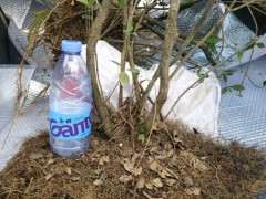 湖南的栀子下山桩 可以吗 看看 图片