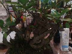 日本清誉栀子下山桩 求鉴定 图片