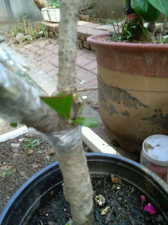 牡丹栀子下山桩砧木怎么嫁接的方法 图片