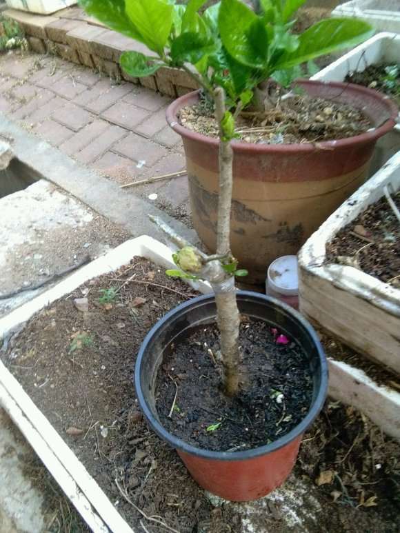 牡丹栀子下山桩砧木怎么嫁接的方法 图片