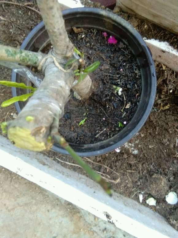 牡丹栀子下山桩砧木怎么嫁接的方法 图片