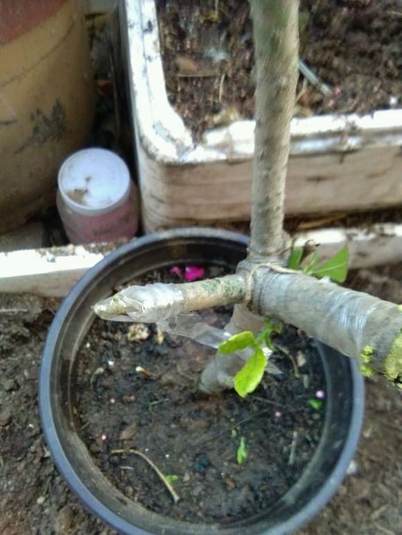 牡丹栀子下山桩砧木怎么嫁接的方法 图片