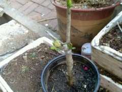 牡丹栀子下山桩砧木怎么嫁接的方法 图片